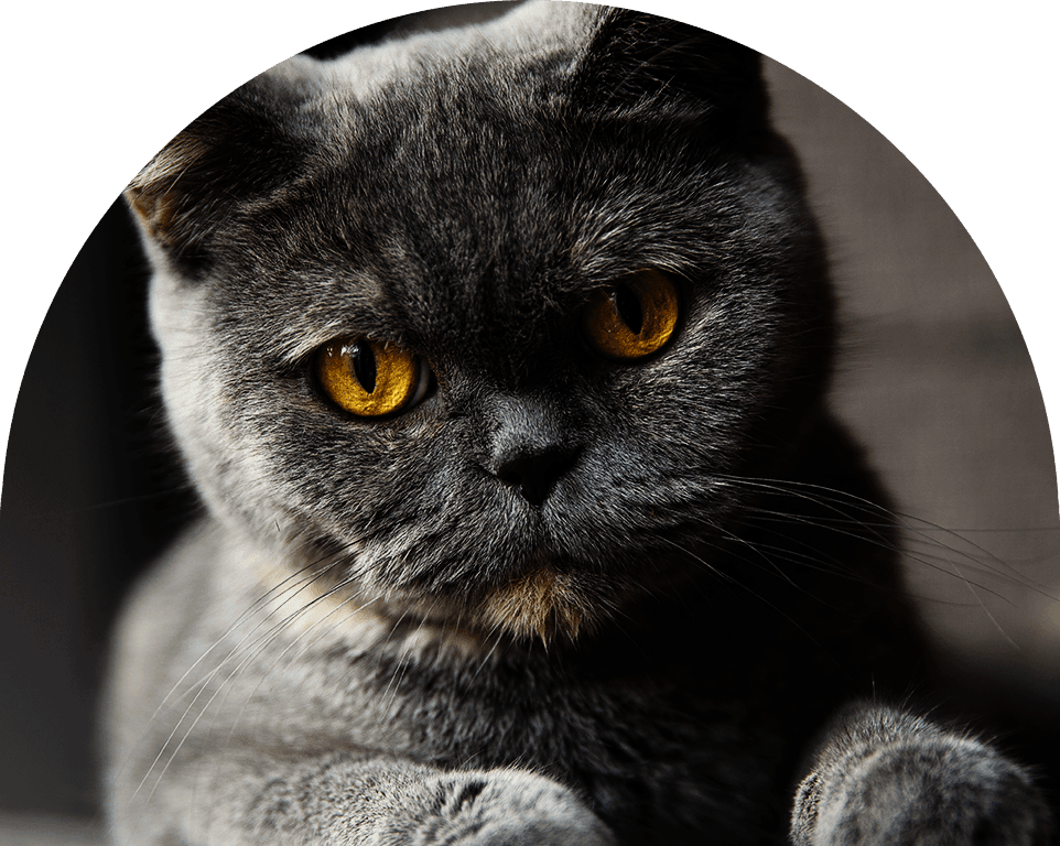 gray british shorthair cat with yellow eyes