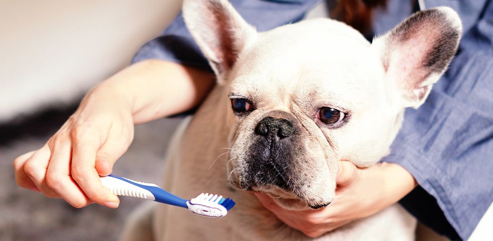 woman brushing her french bulldog&#039;s teeth
