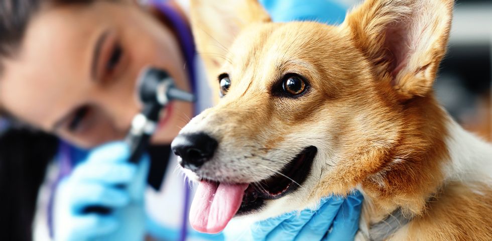 vet examines corgi dog&#039;s ears with otosocope