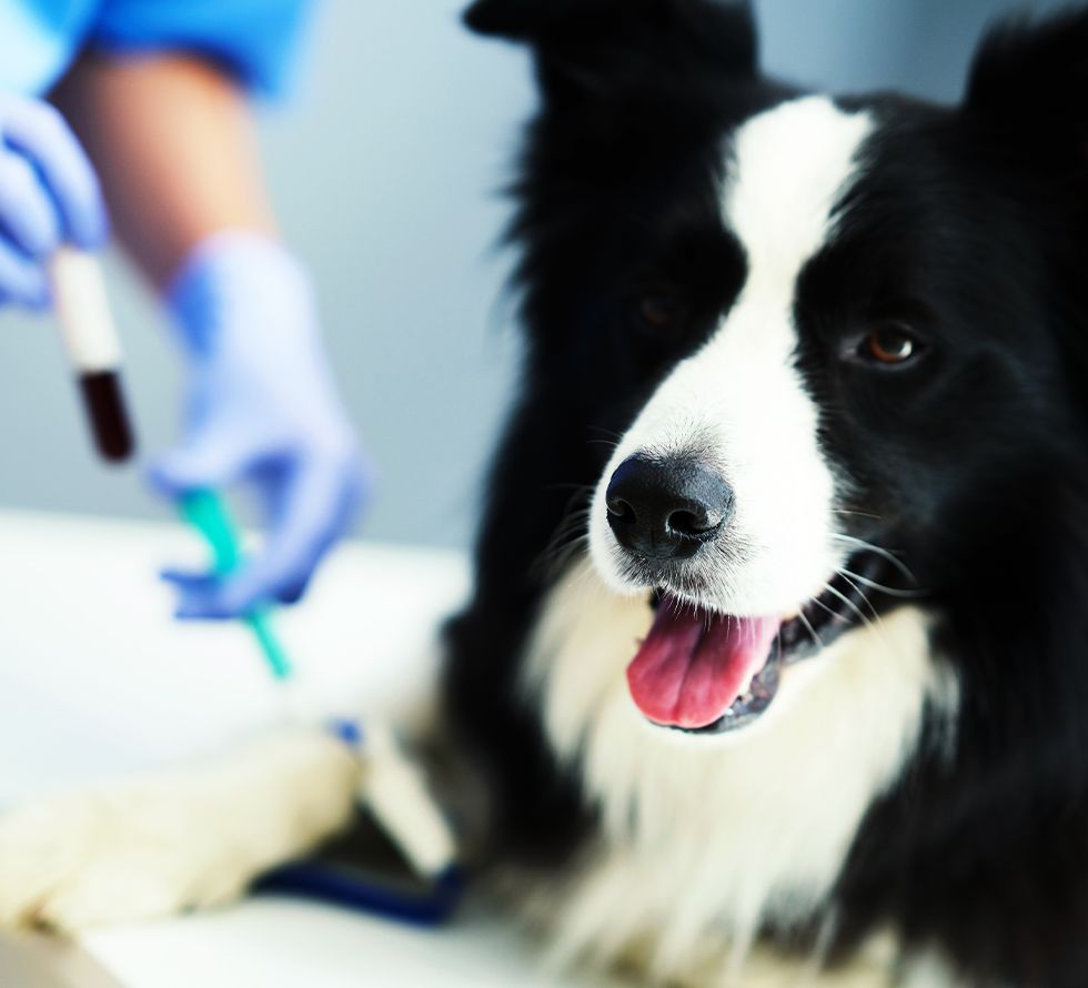 vet taking blood sample from border collie dog