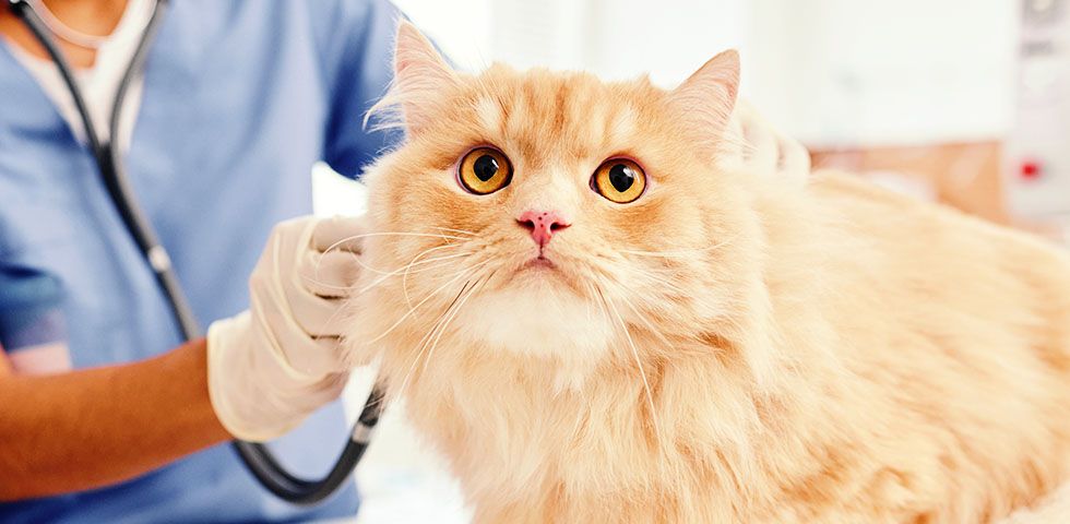 doctor checking orange cats health