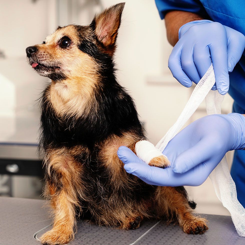 veterinary doctor bandaging paws small dog