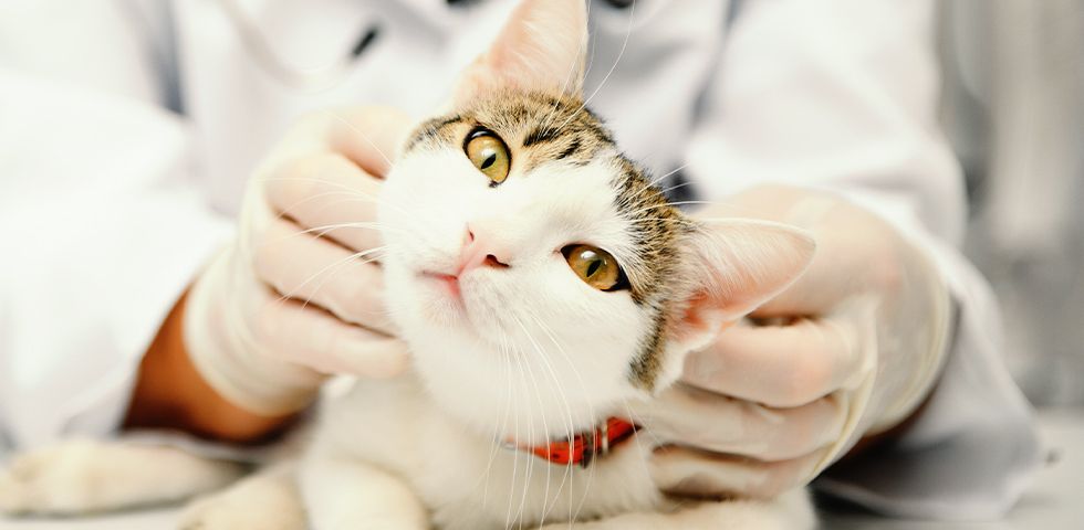 veterinarian wearing white gloves checking cat
