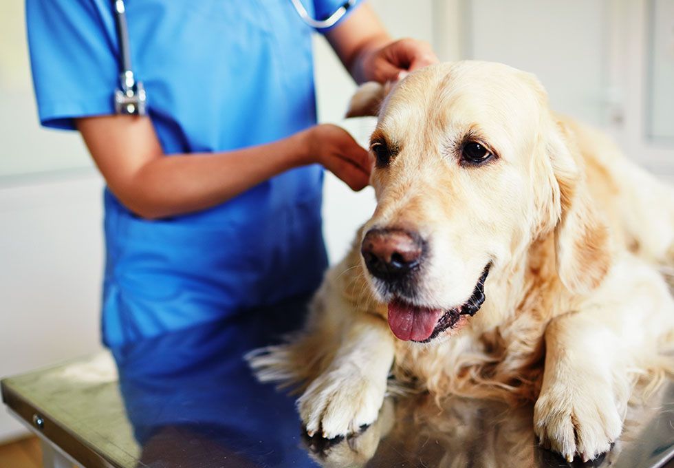 fluffy labrador having veterinary examination