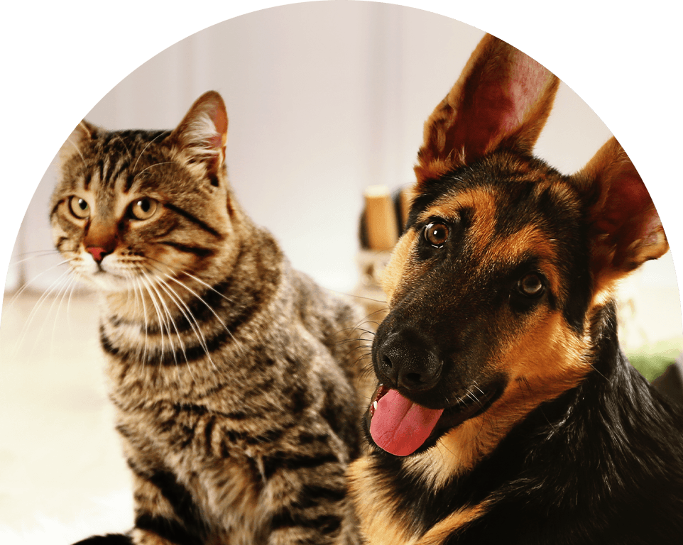 striped cat and a smiling german shepherd dog together