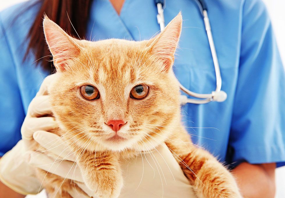veterinarian doctor with cat