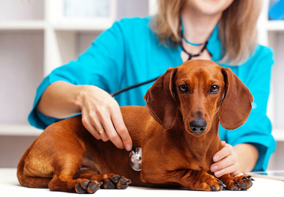 veterinarian woman examines a dachshund dog